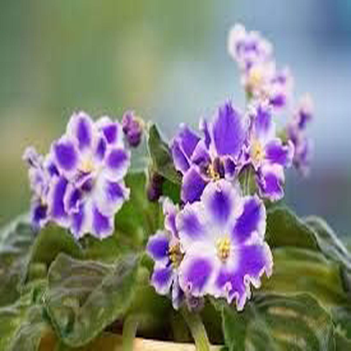 Blue & Pink Saintpaulia Flower Seeds for Planting  Heirloom Non-GMO High Germination Organic Garden Seeds