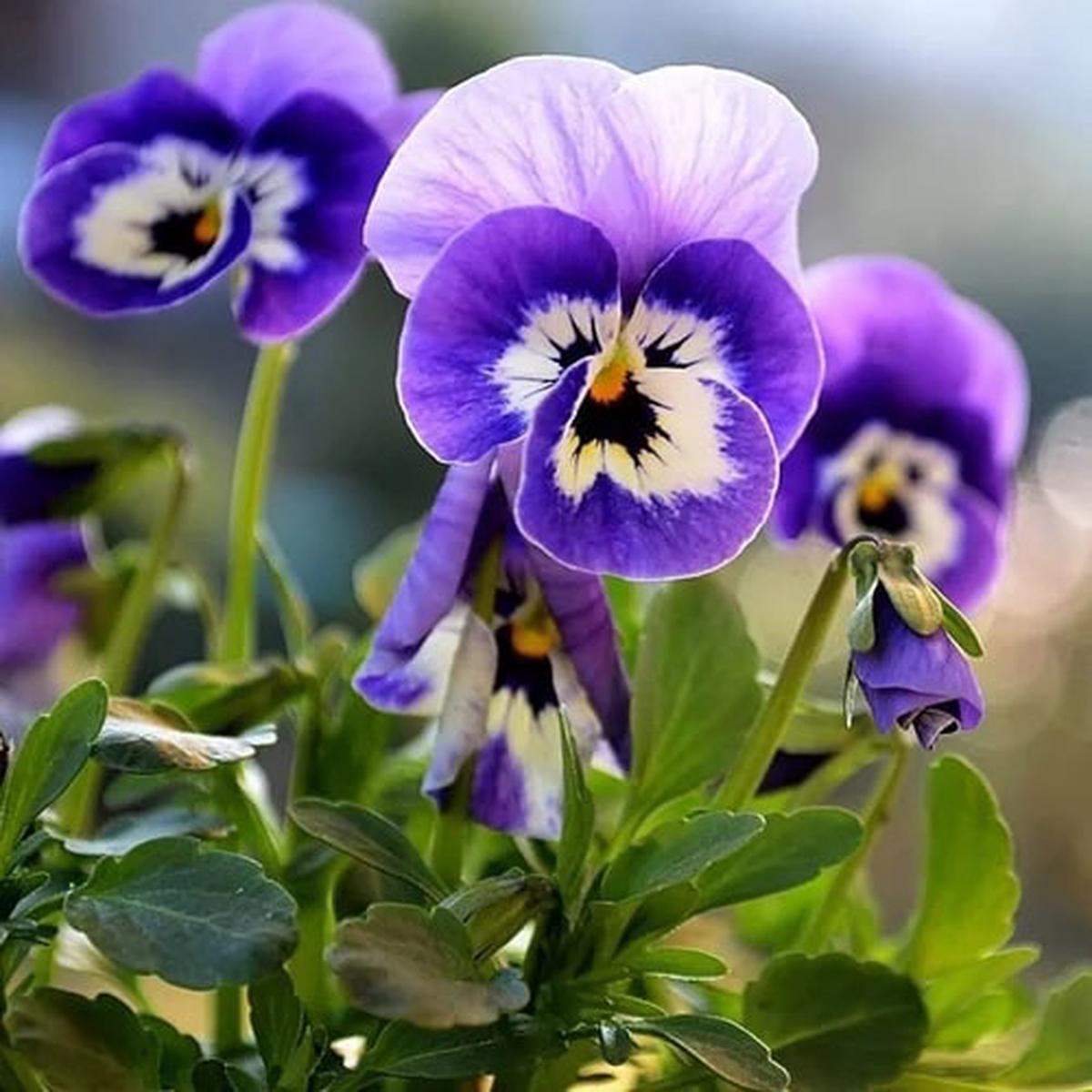 Blue Purple Pansy Flower Seeds for Planting Heirloom, Non-GMO, High Germination Organic Garden Seeds