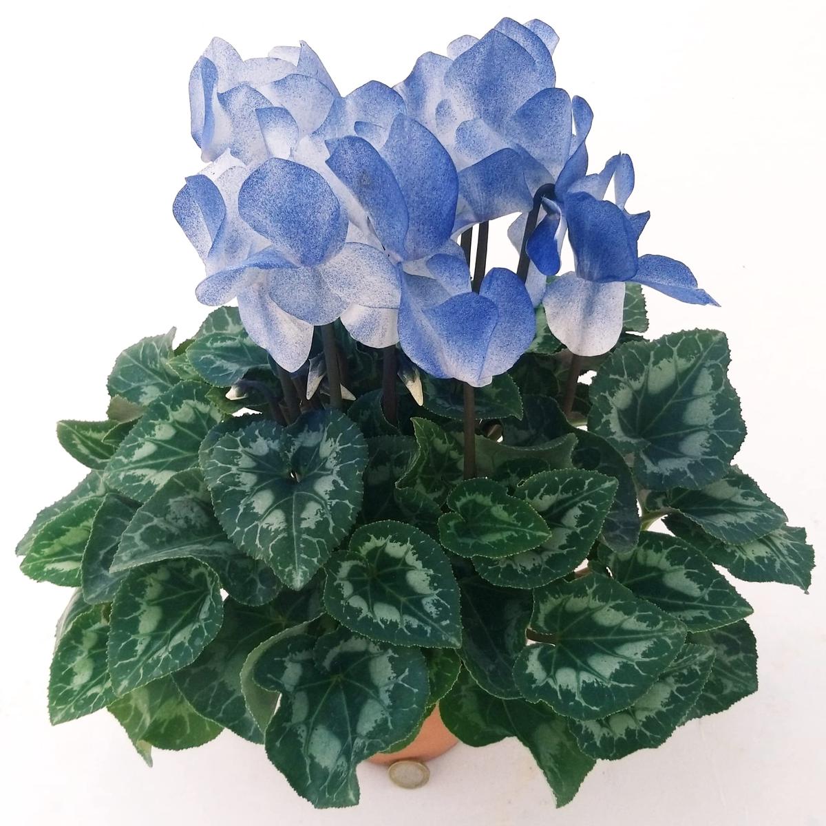 Blue White Cyclamen Flower Seeds for Planting Heirloom, Non-GMO, Perfect Borders Home Garden