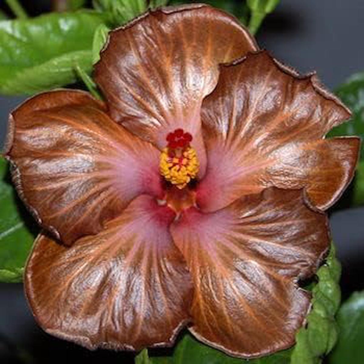 Brown Hibiscus Flower Seeds for Planting Heirloom, Non-GMO Bright-Bloom Organic Garden Seeds