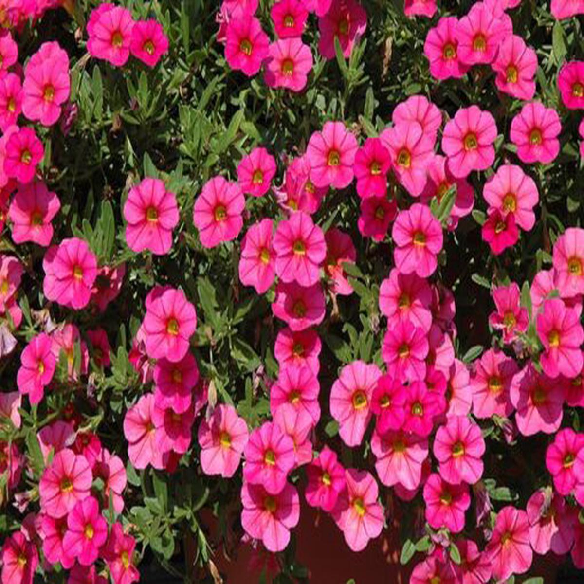 Calibrachoa Deep Pink Imported Pelleted  Heirloom, Non-GMO, High Germination Organic Garden Seeds
