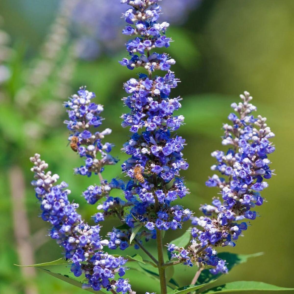 Chasteberry Flower seeds for Planting Bright Blooms Heirloom & GMO Free Seeds for Home Garden