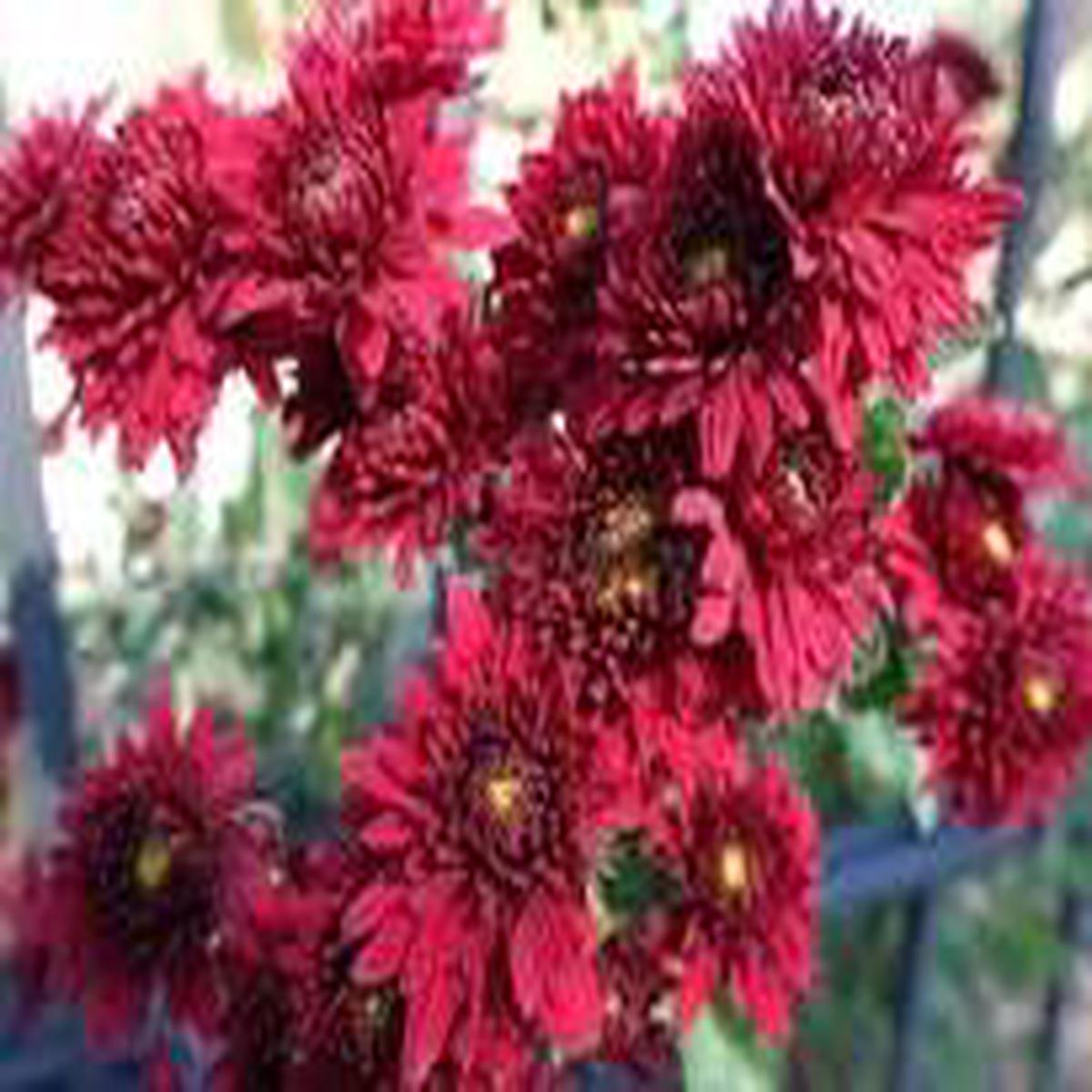 Chrysanthemum Deep Red Flower Seeds for Planting – Long Bloom Season, Heirloom, Non-GMO, High Germination, 100pcs