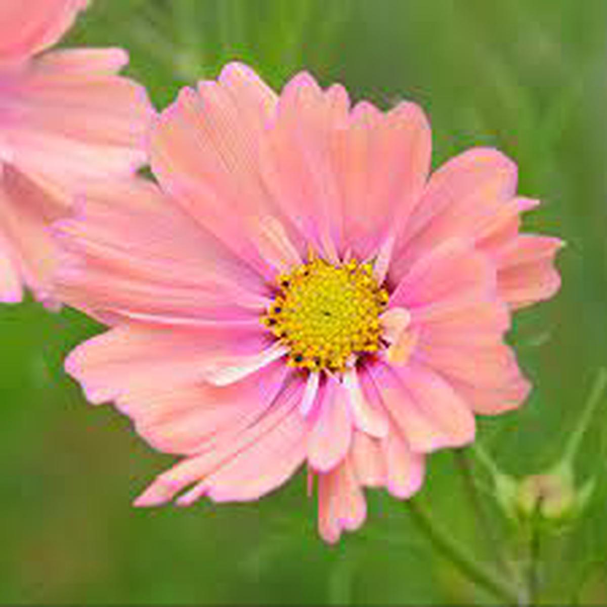 Cosmos Apricotta Flower Seeds for Planting Heirloom, Non-GMO, High Germination Soft Peach-Pink Blooms