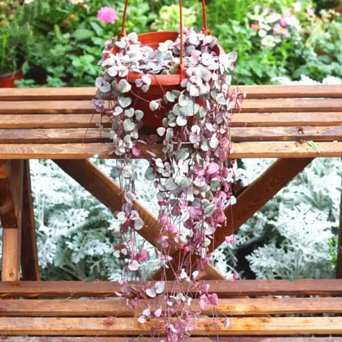 Dancing Girl Orchid Impatiens Seeds | Unique Bequaertii Orchid-Like Blooms  Heirloom, Non-GMO, High Germination Organic Garden Seeds