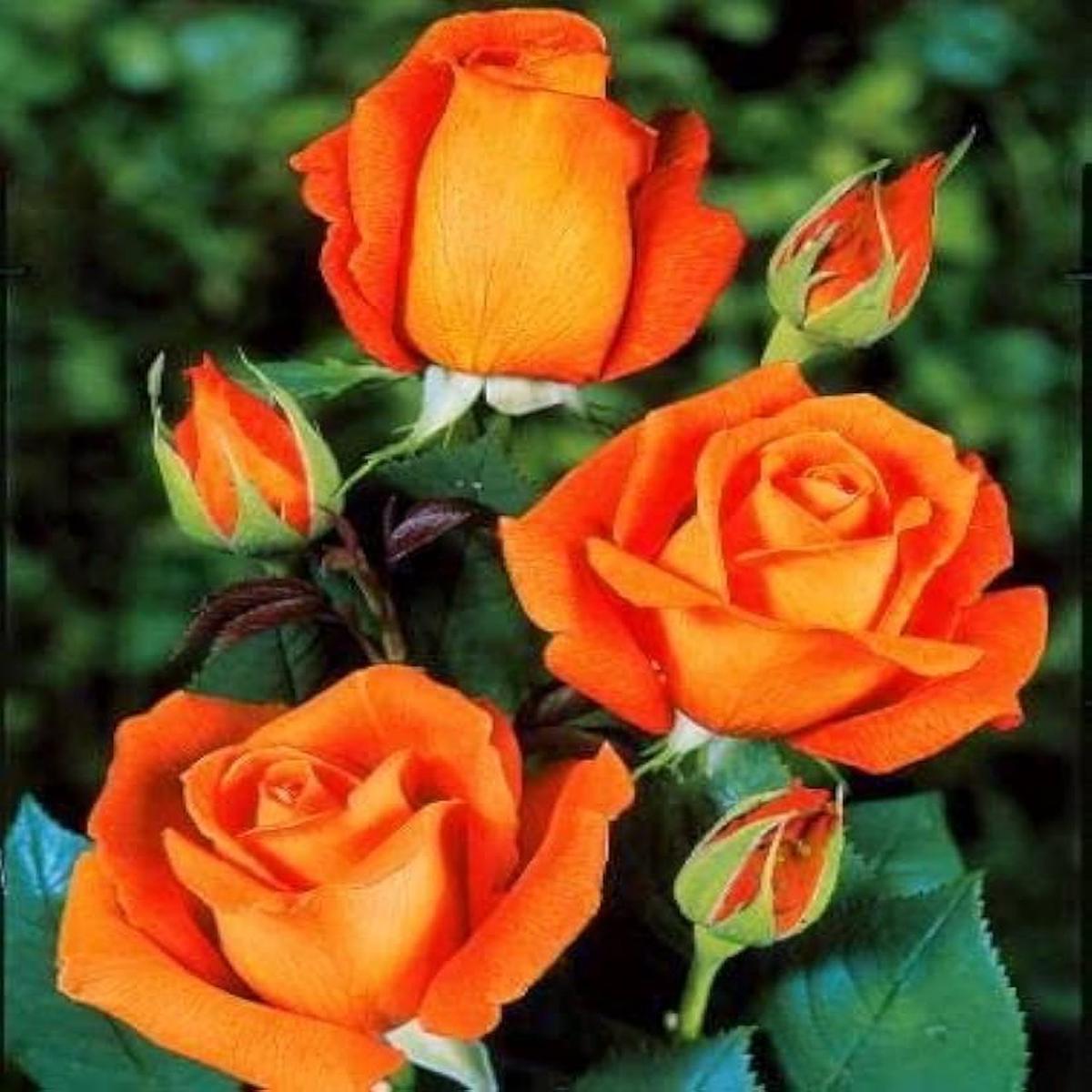 Dark Orange Osiria Rose Flower Seeds for Planting Heirloom, Non-GMO Wildflower Mix for Home Garden