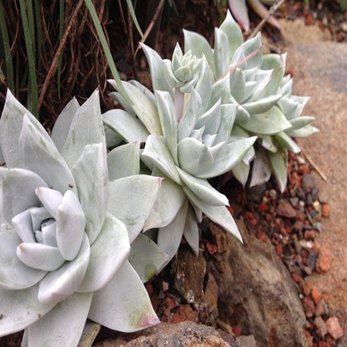 Dudleya Farinosa Succulent Seeds for Planting Heirloom, Non-GMO, High Germination, Easy to Grow