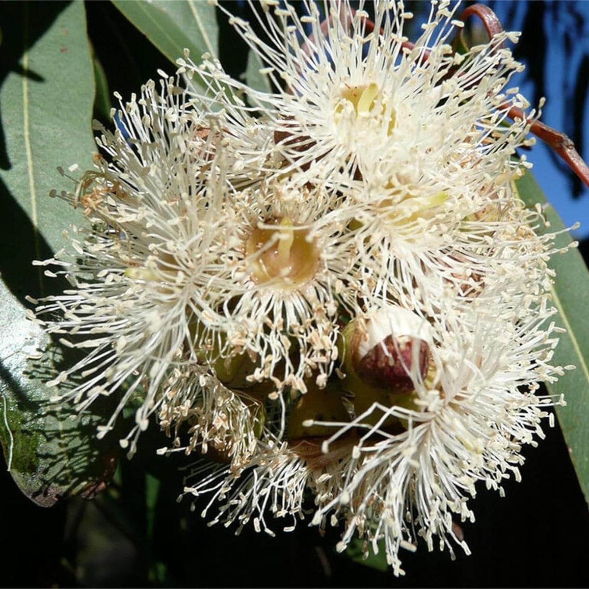 Eucalyptus Globulus (Tasmanian Blue Gum) Tree Seeds for Planting  Heirloom, Non-GMO, Aromatic, Fast-Growing