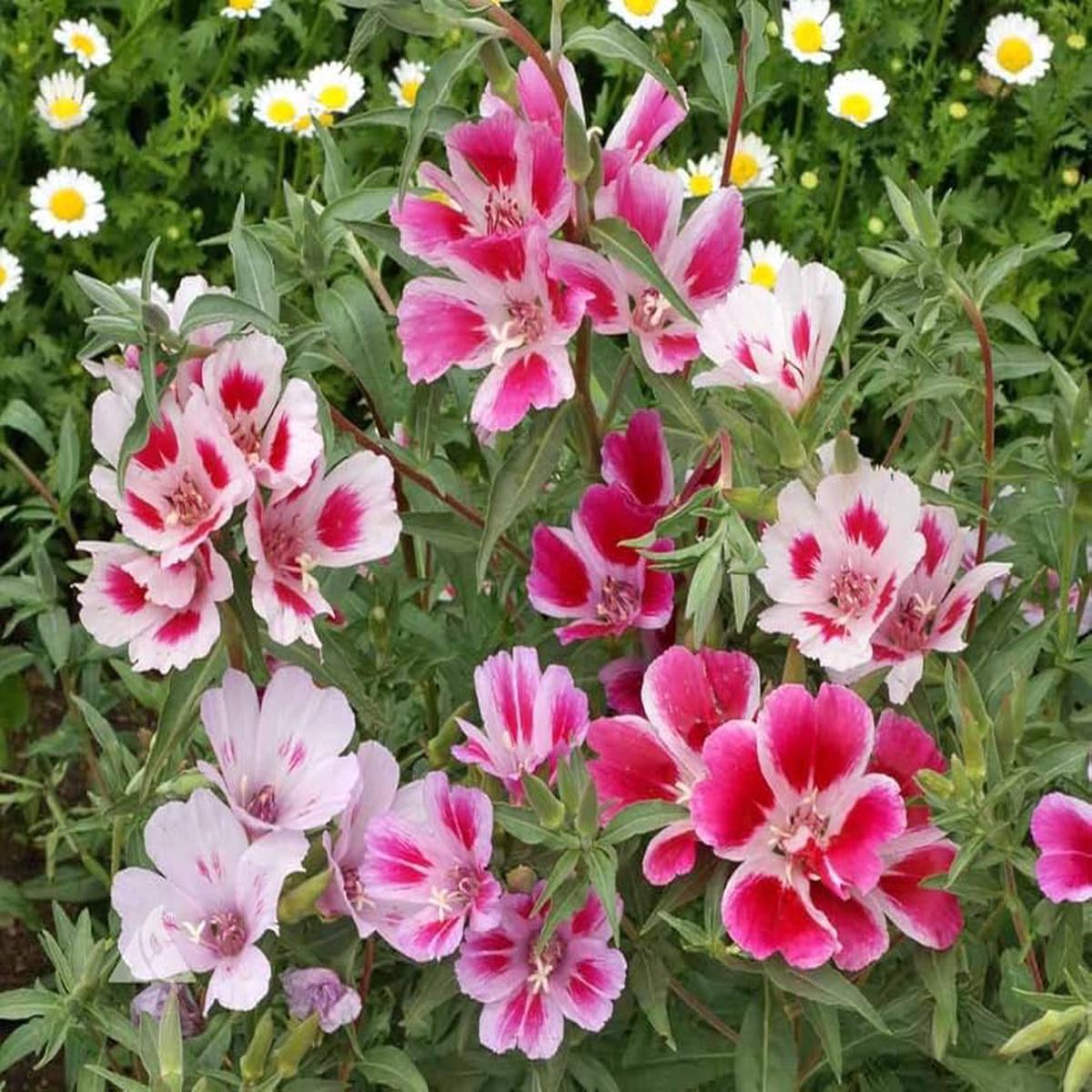 Godetia Dwarf Summer Azalea Seeds Clarkia amoena for Planting flower bed