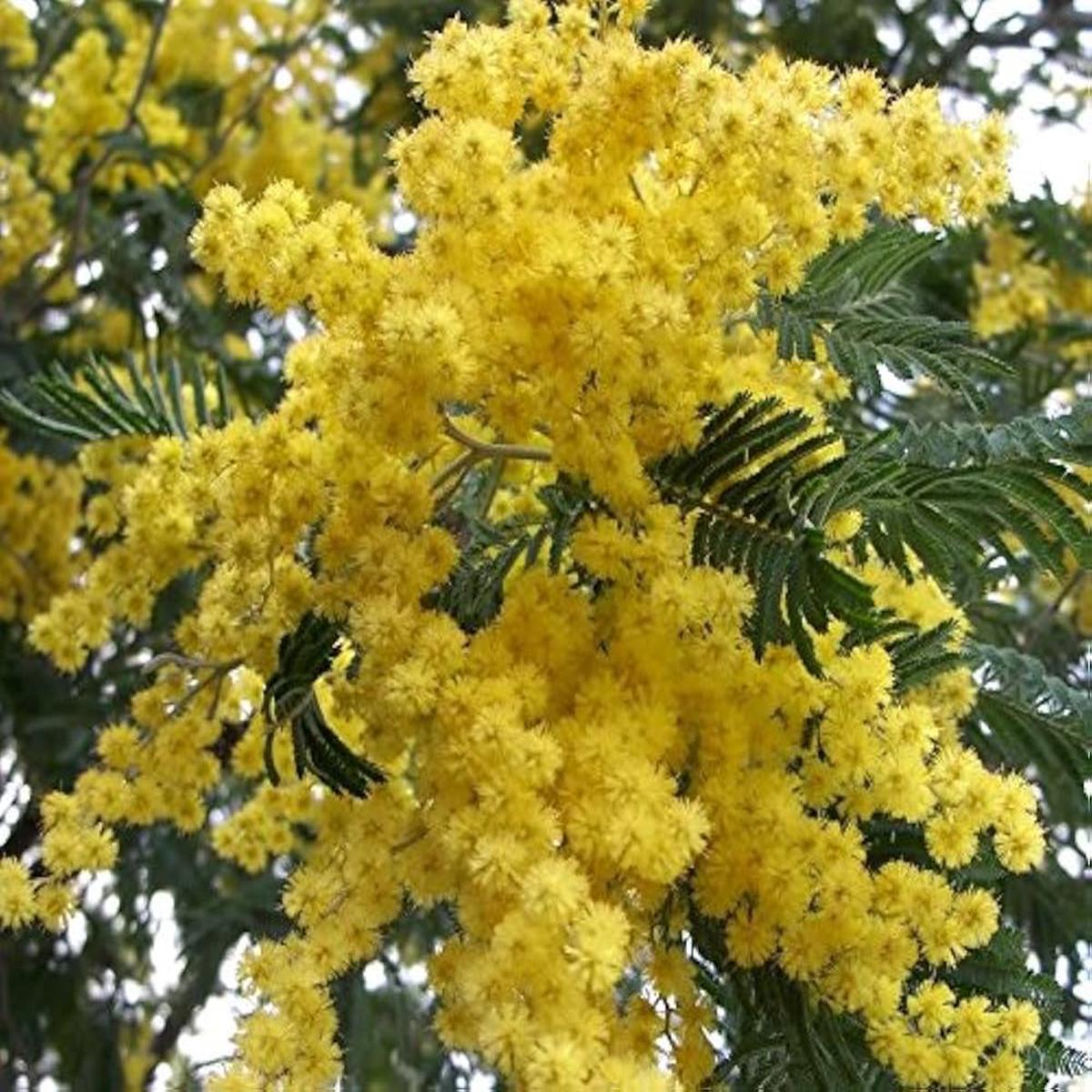 Golden Mimosa Yellow Seeds for Planting Heirloom, Non-GMO, High Germination Organic Garden Seeds for Home Garden