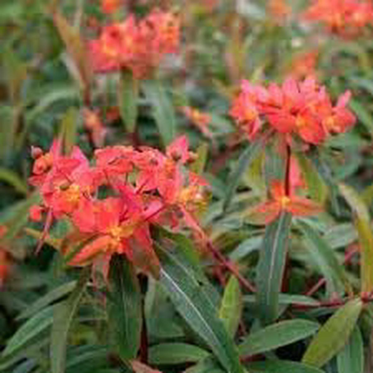 Heirloom Euphorbia Griffithii Flower Seeds  Non-GMO Seeds for Planting | High Germination Organic Garden Seeds