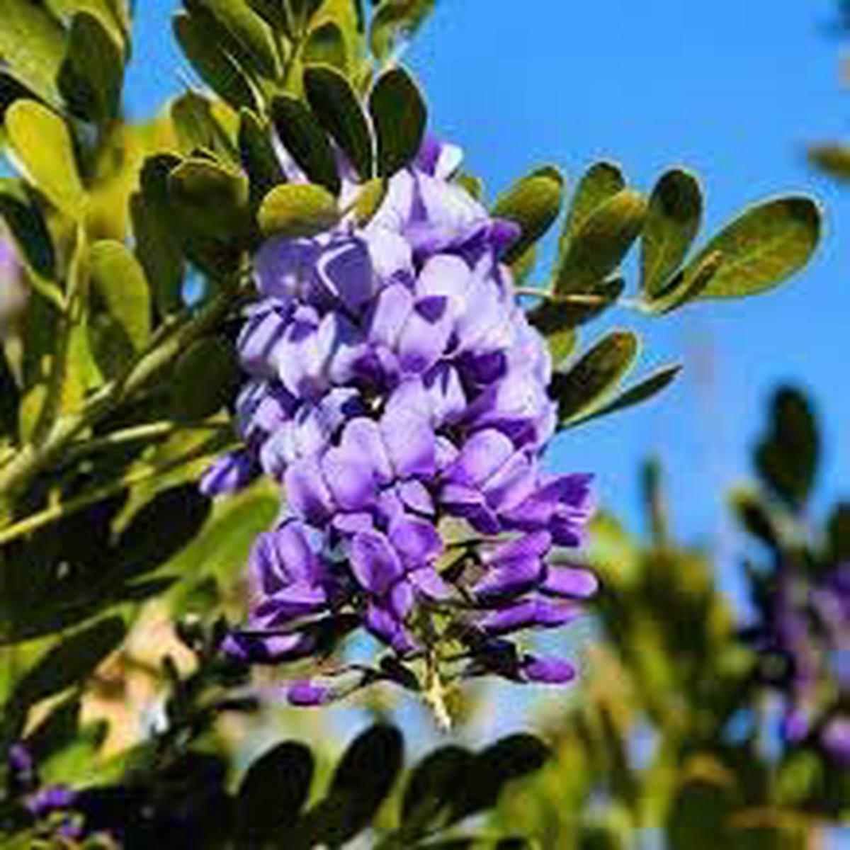 Heirloom Mescal Flower Seeds, Non-GMO Drought-Tolerant Blooms for Desert-Style Garden Planting