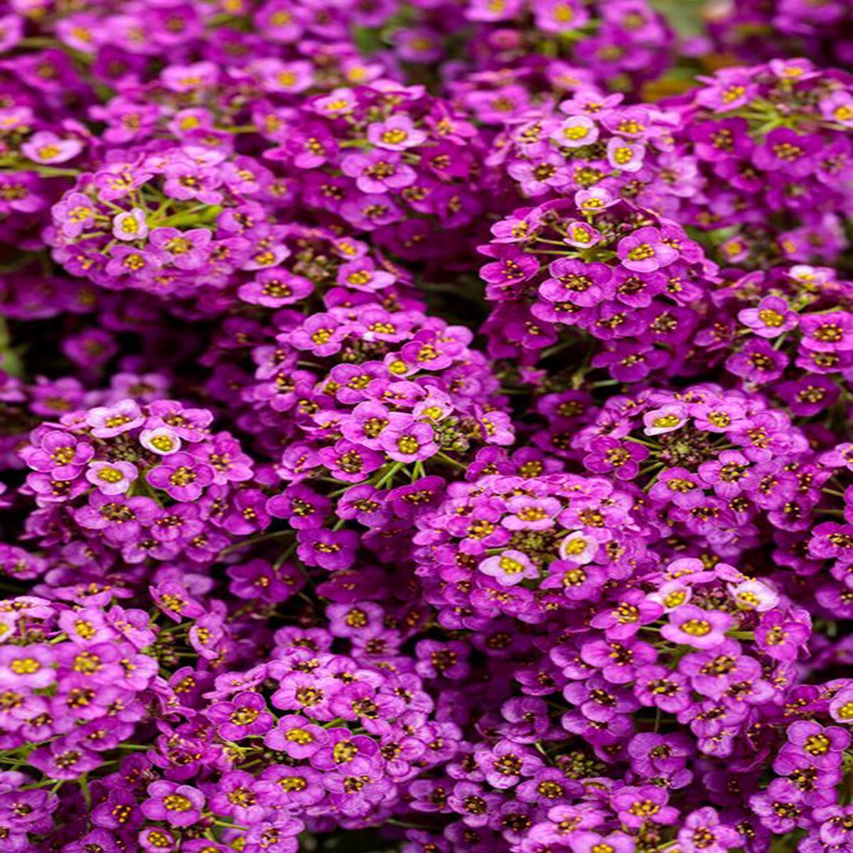 Heirloom Non-GMO Alyssum Ground Cover Flower Seeds for Planting  Fragrant Blooms for Borders & Landscapes