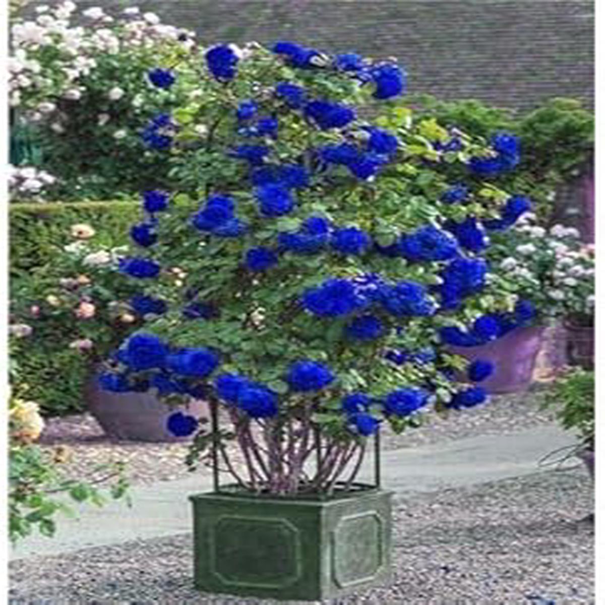 Heirloom Non-GMO Blue Rose Tree Flower Seeds High Germination Organic Garden Seeds for Planting Elegant Blooms