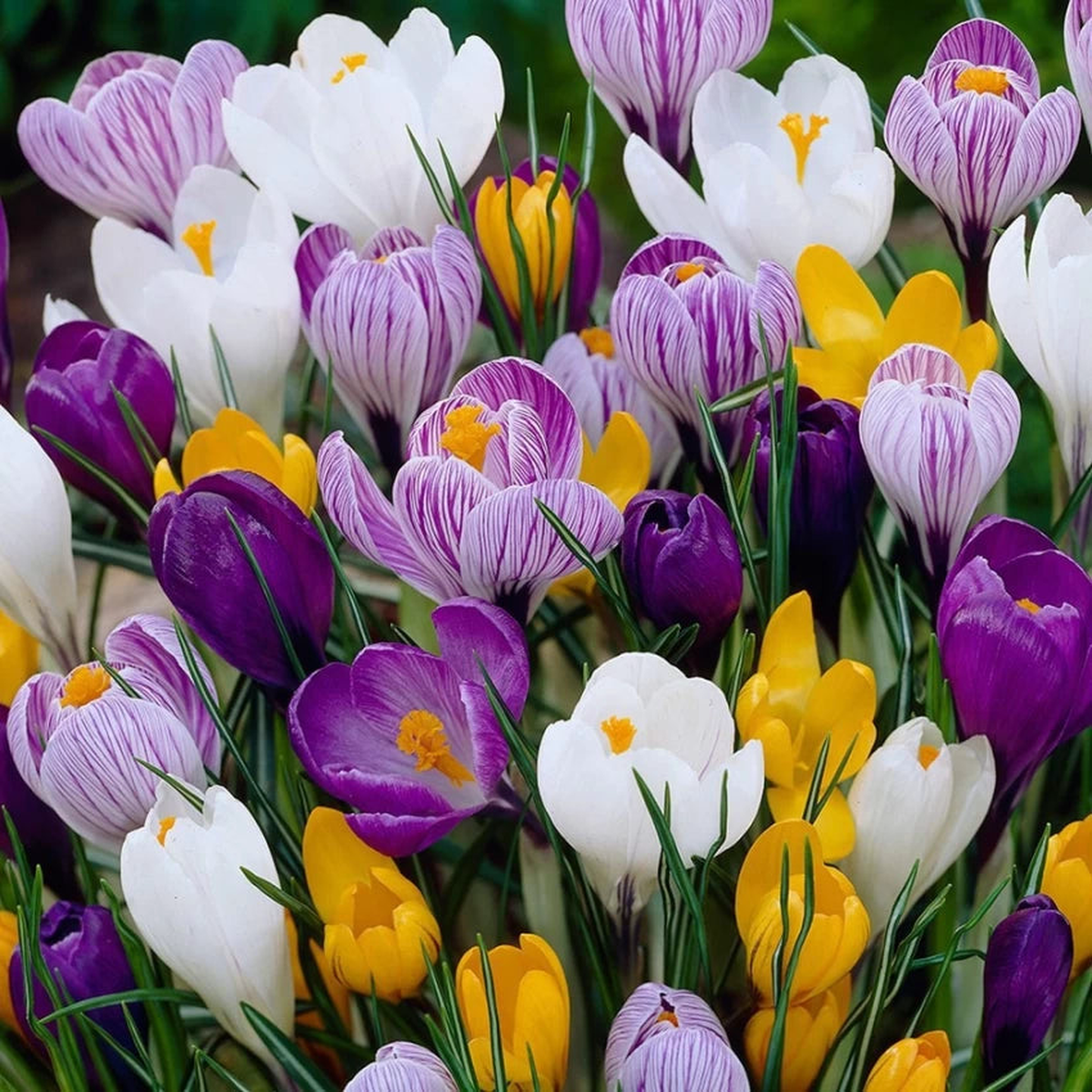 Heirloom Non-GMO Crocus Flower Seeds Mixed Colors for Planting High Germination Organic Garden Seeds