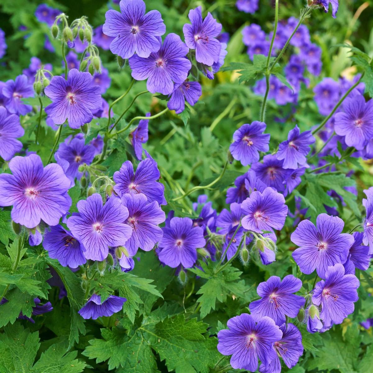 Heirloom Non-GMO Deep Blue Geranium Flower Seeds for Planting  Vibrant Hue for Garden Blooms