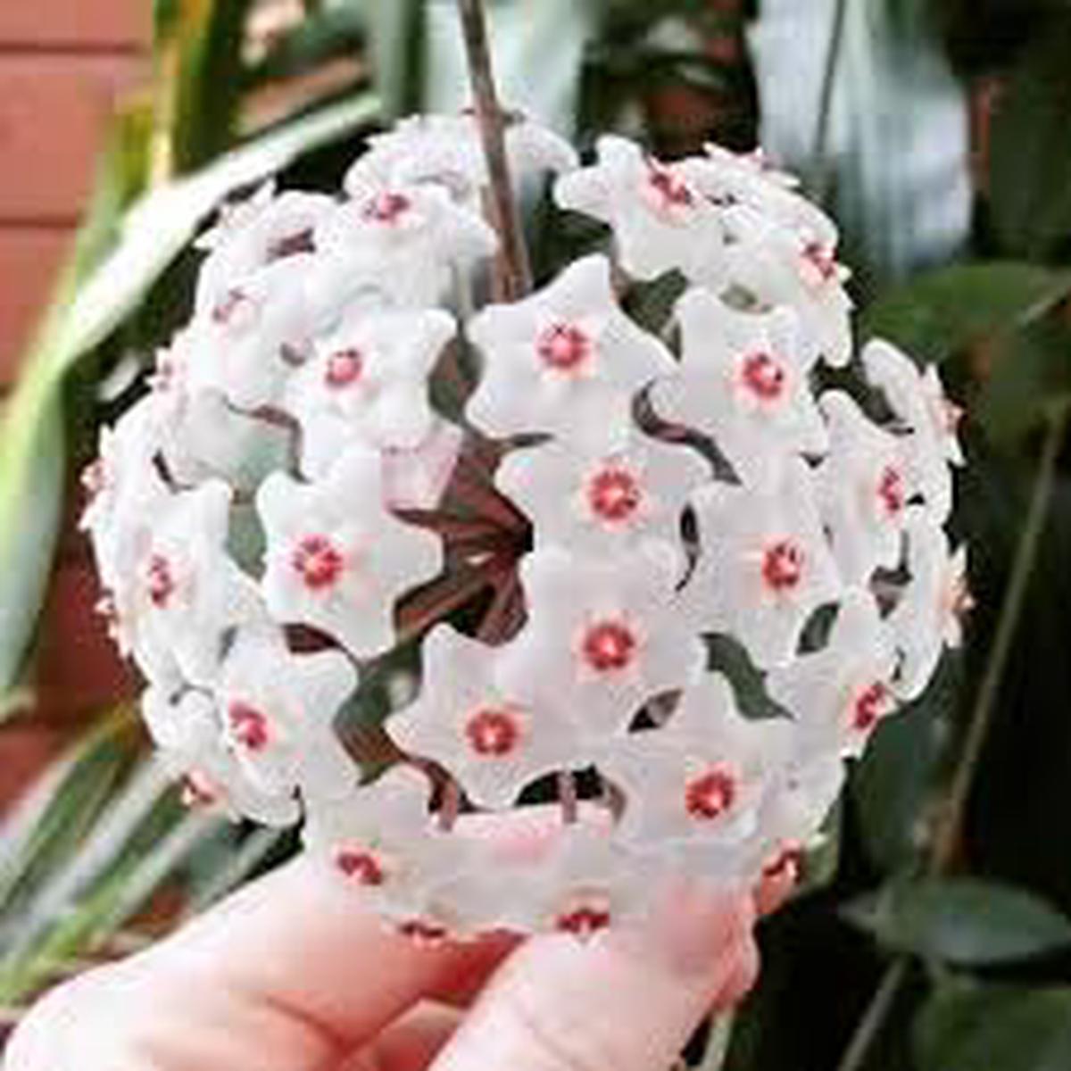 Heirloom Non-GMO Orchid Ball Flower Seeds for Planting  Decorative Blooms for Elegant Gardens
