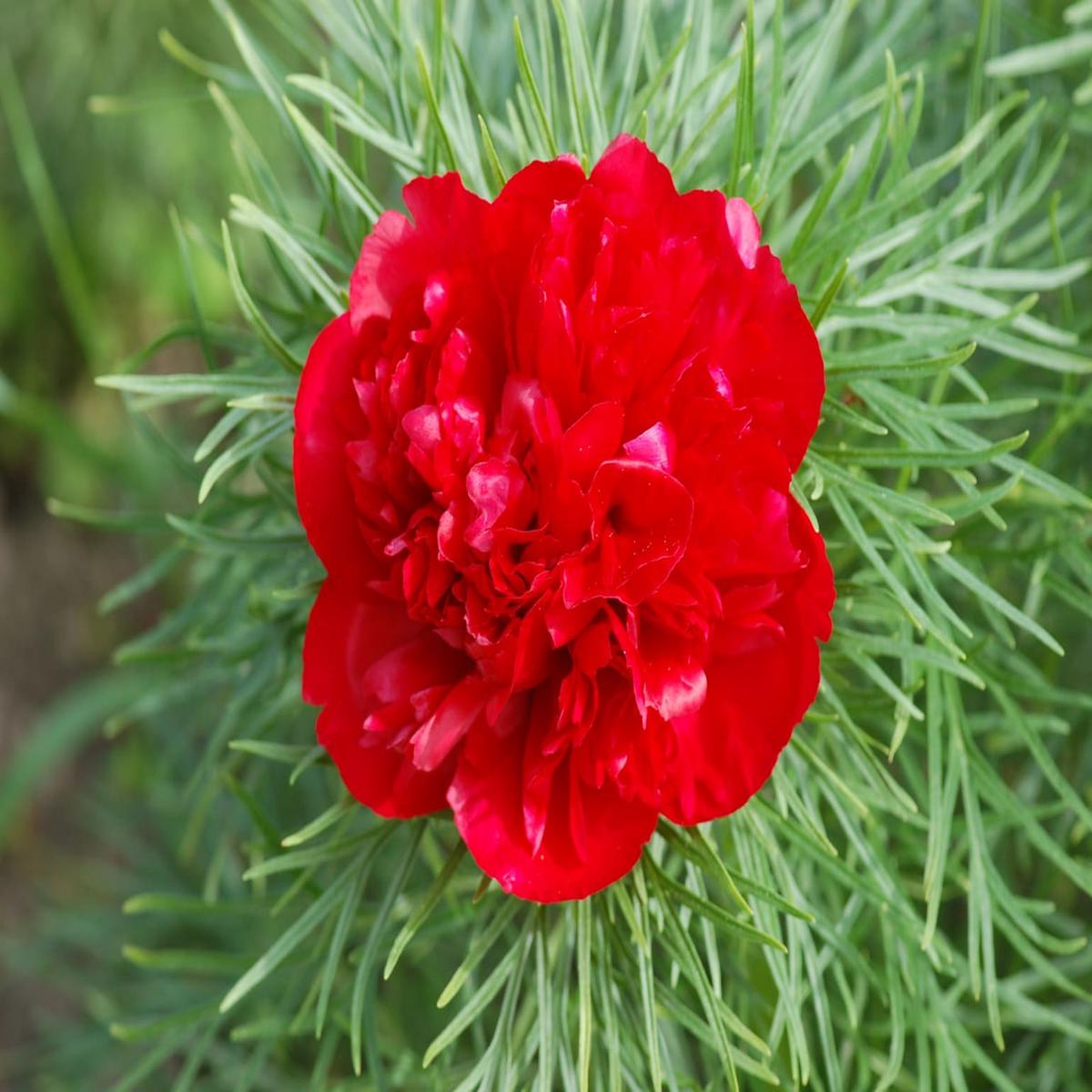 Heirloom Non-GMO Paeonia Red Tenufolia Flower Seeds  Fragrant Early-Blooming Peonies for Planting | High Germination Organic Seeds