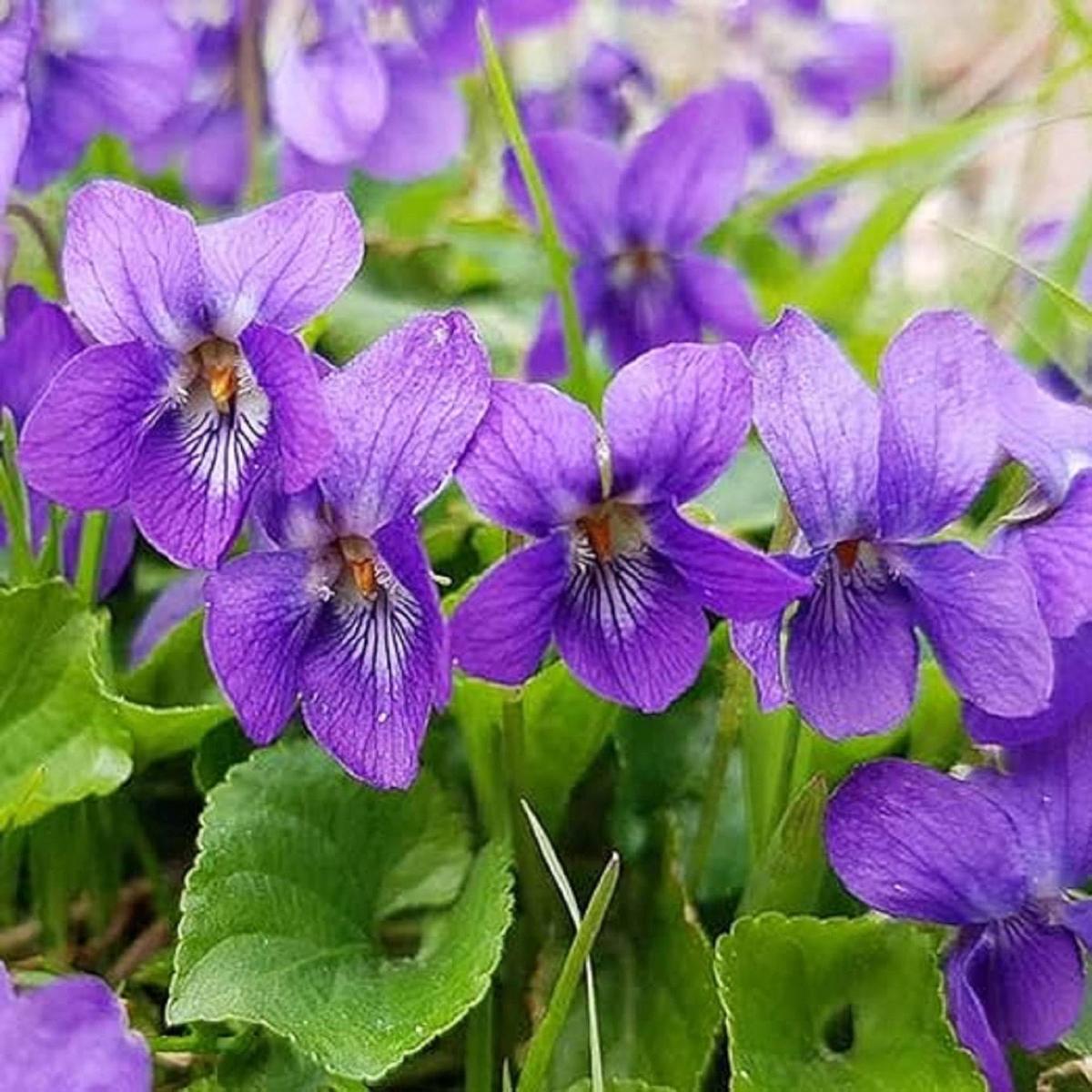 Heirloom Non-GMO Purple Viola Charlotte Flower Seeds for Planting  Elegant Blooming Flower Seeds