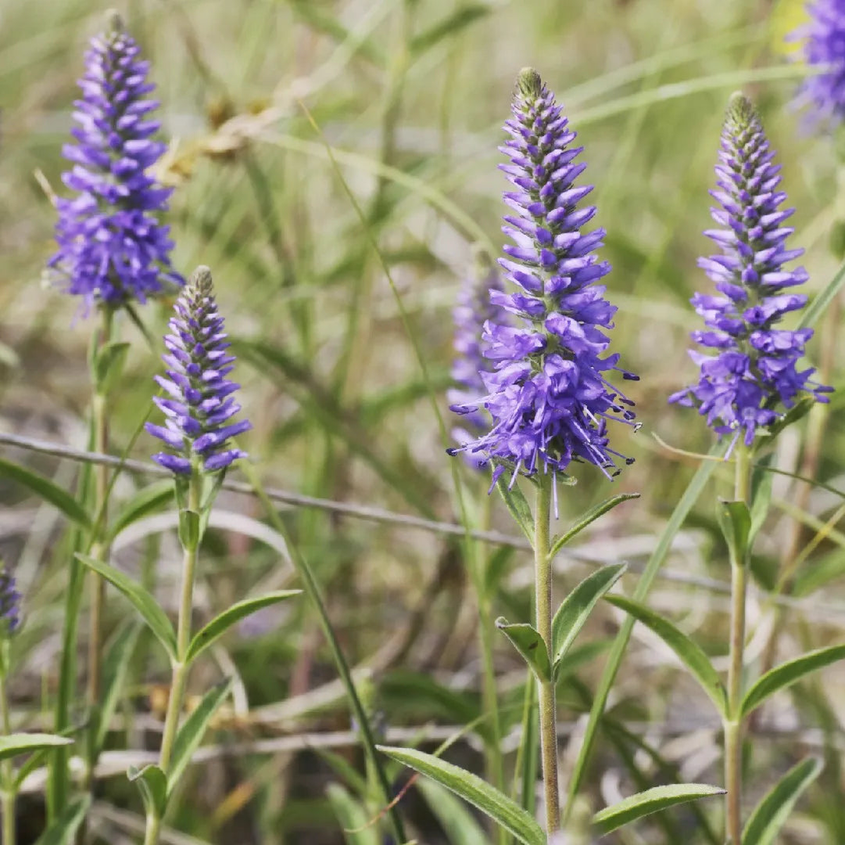 Heirloom Non-GMO Veronica Spicata Flower Seeds for Planting  High Germination Organic Garden Seeds