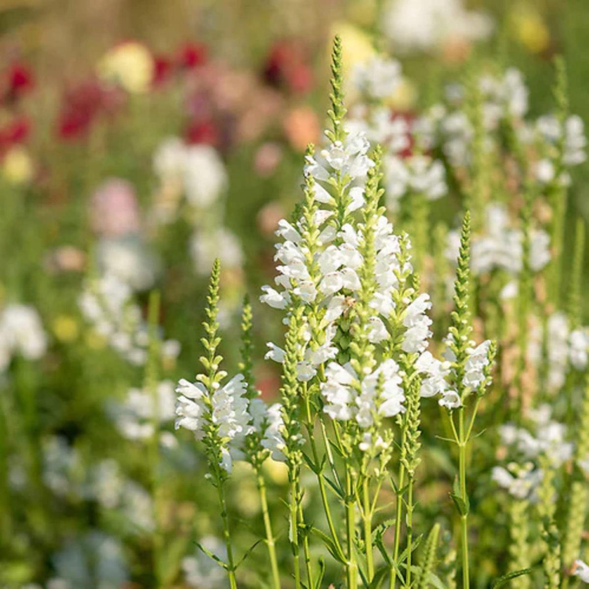 Heirloom Non-GMO White Physostegia Flower Seeds for Elegant Garden Borders and Seasonal Planting