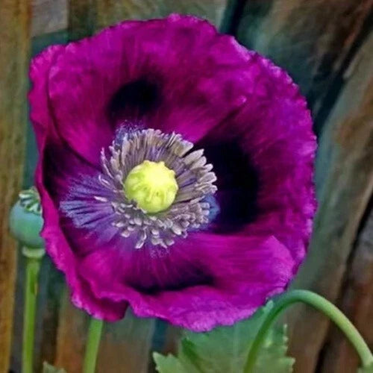 Lauren s Grape Papever Somniferum Poppy Seeds Great Reseller  Heirloom, Non-GMO, High Germination Organic Garden Seeds