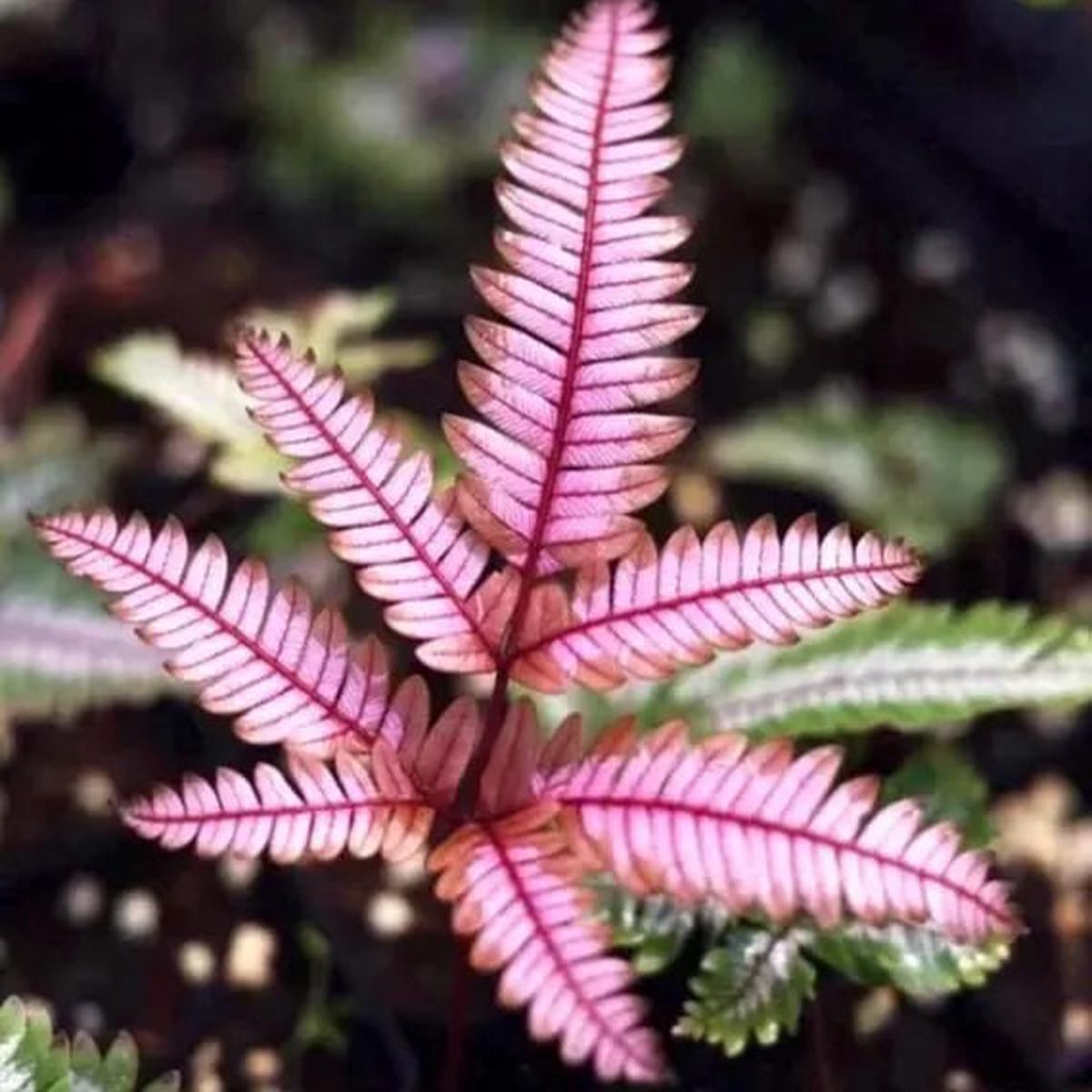 Light Pink Fern Pteridophyta Seeds for Planting  Heirloom, Non-GMO, High Germination