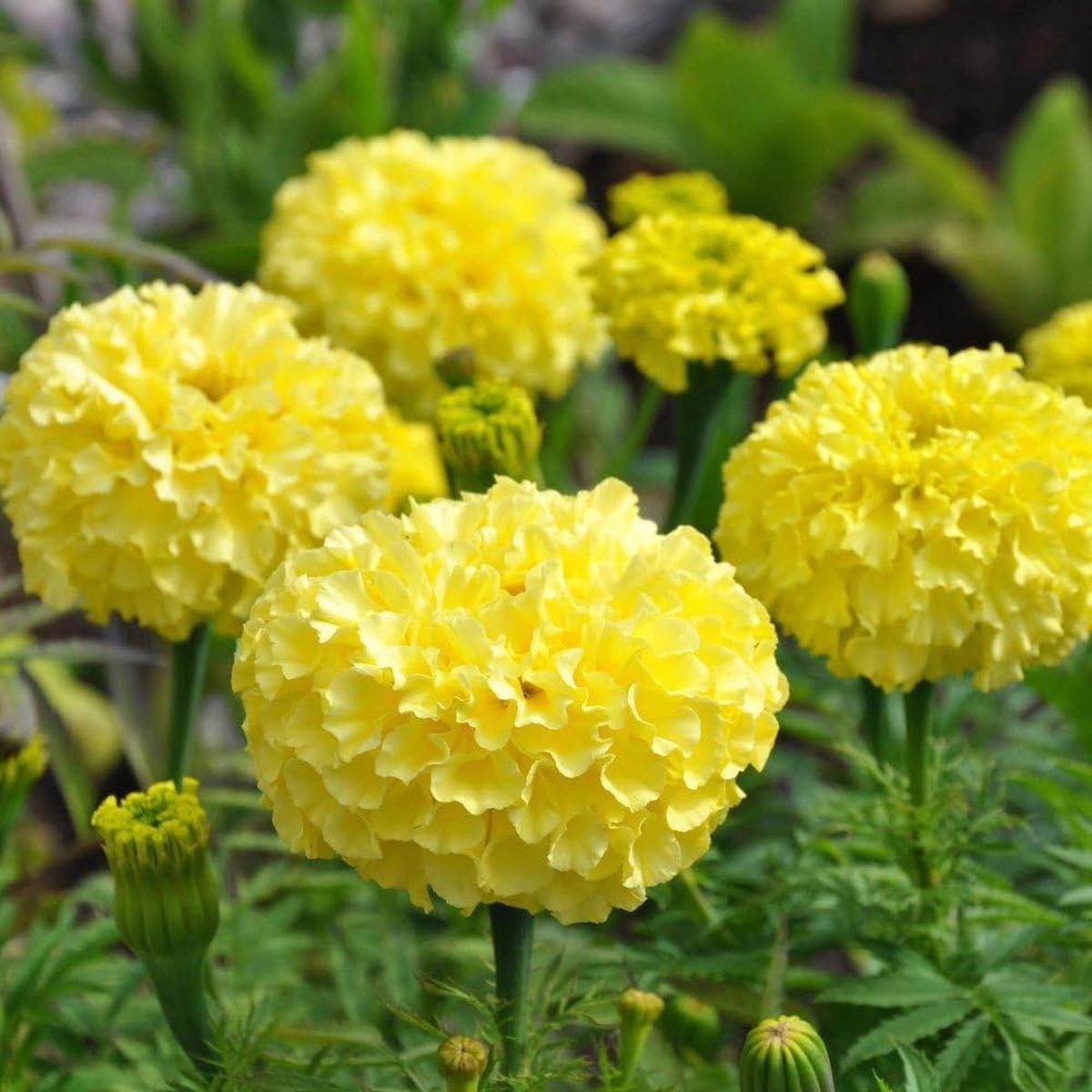 Mexican Marigold Flower Seeds for Planting  Seasonal Bloomer Heirloom Non-GMO High Germination Organic Garden Seeds