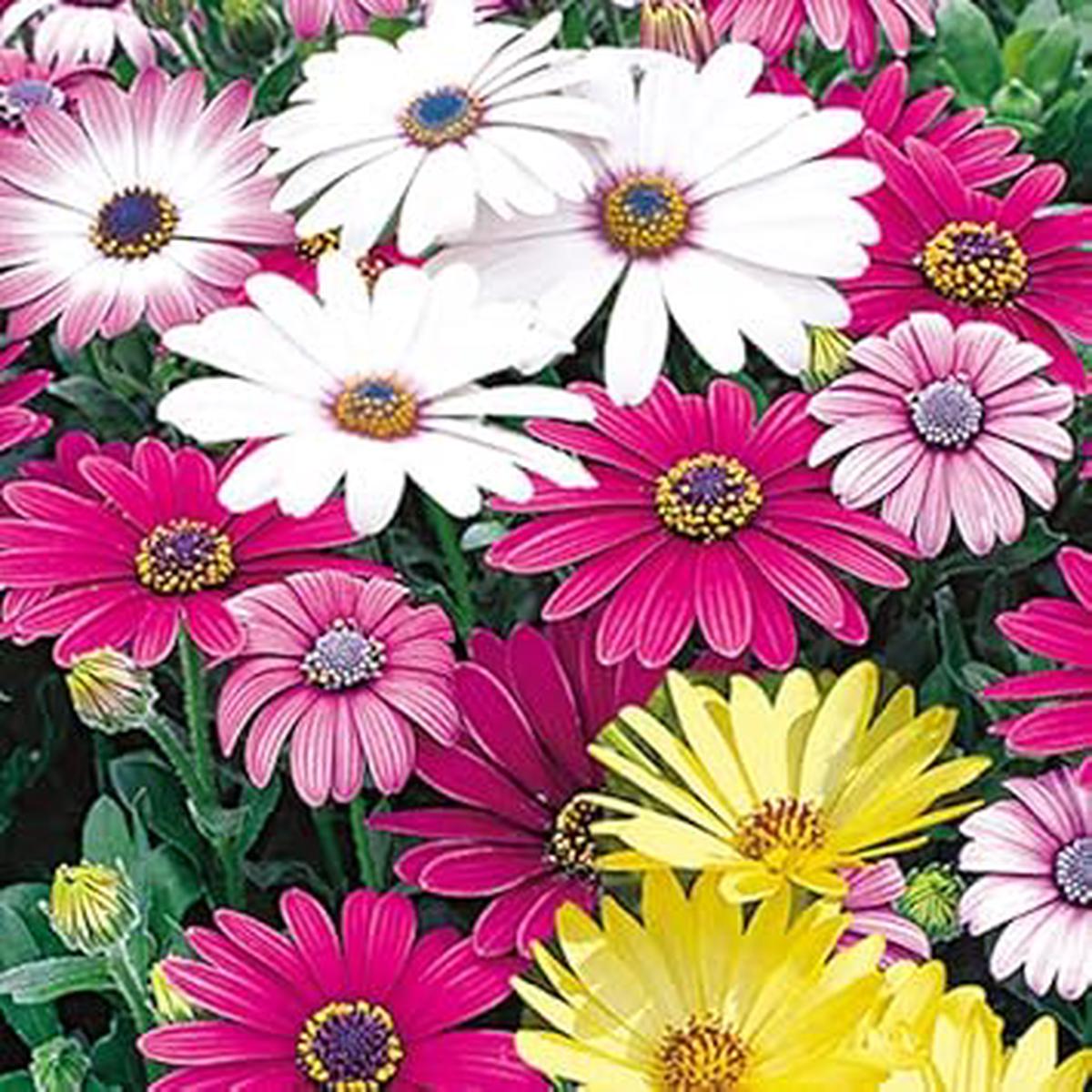 Mixed Osteospermum Flower Seeds – 100 Pcs pcs