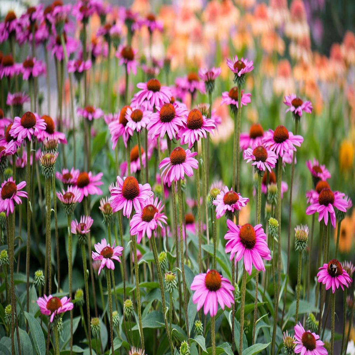 Natural Herbal Echinacea Seeds for Planting  Heirloom, Non-GMO, Medicinal Herb, Perennial