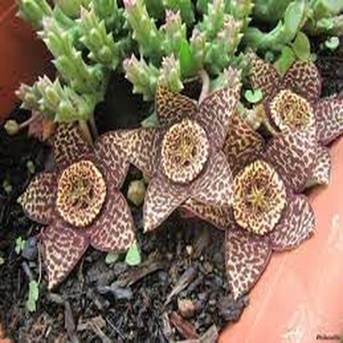 Orbea Cooperi Flower Seeds  Heirloom Non-GMO Seeds for Succulent and Exotic Garden Planting