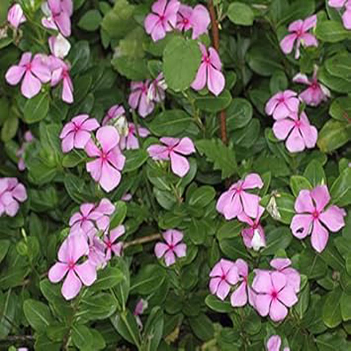 Organic Pink Catharanthus Flower Seeds for Planting  Heirloom Non-GMO Seeds with High Germination for Organic Garden Lovers