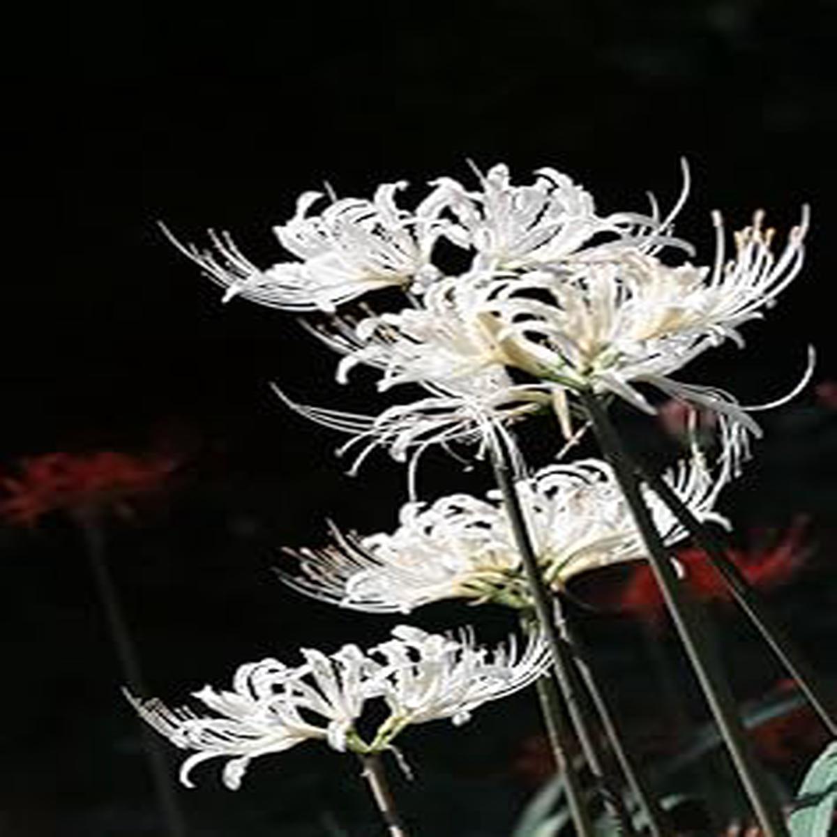 Organic White Lycoris Flower Seeds for Planting ?? Heirloom, Non-GMO