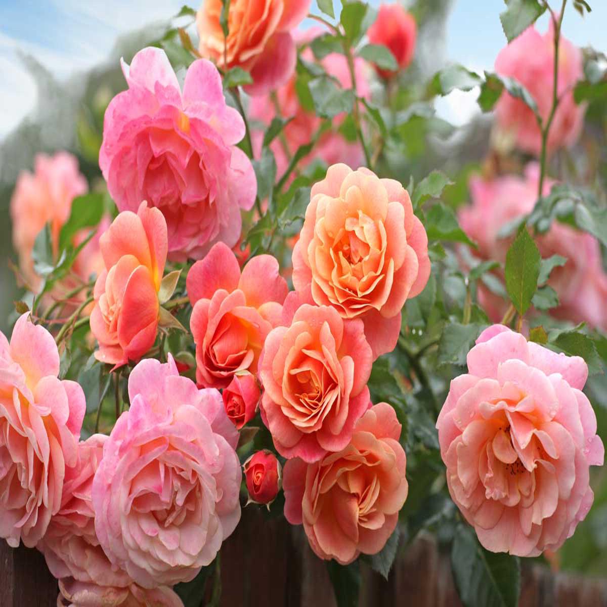 Peach Climbing Rose Flower Seeds for Planting  Heirloom Non-GMO, High Germination Organic Garden Seeds