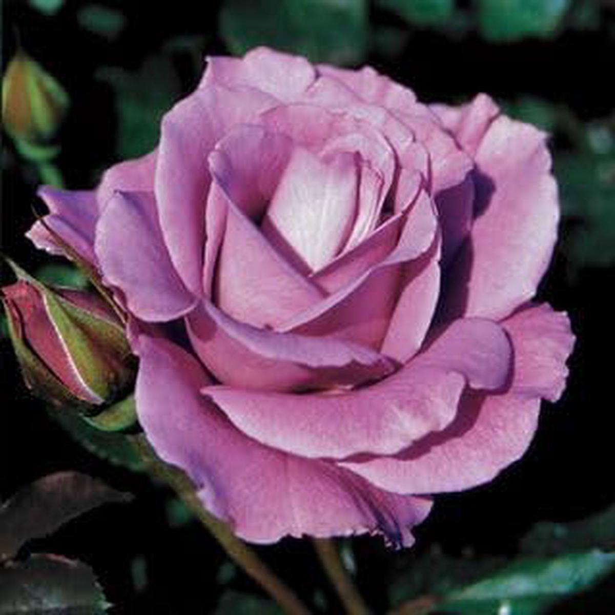Peony Flower Seeds for Planting Double Pink  Hardy Variety, Heirloom & Non-GMO, High Germination Organic Garden Seeds