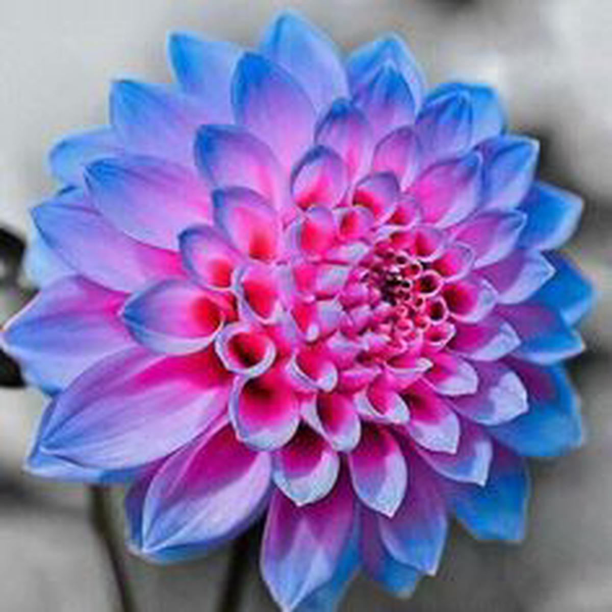 Pink Blue Dahlia Flower Seeds for Planting  Heirloom Non-GMO High Germination Organic Garden Seeds
