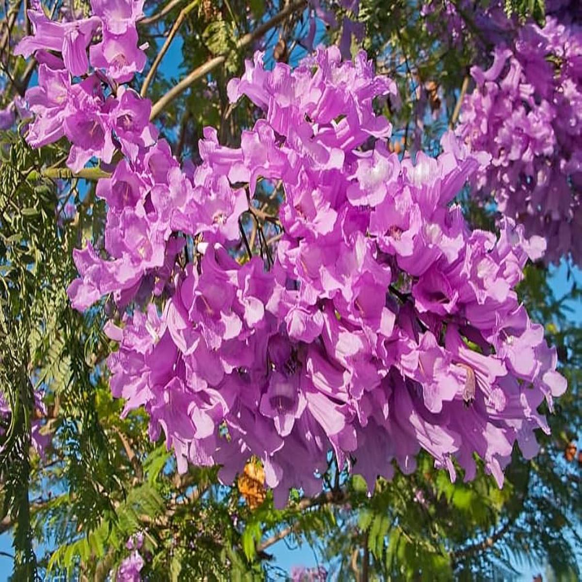 Pink Jacaranda Mimosifolia Flower Seeds for Planting  Heirloom, Non-GMO, High Germination, Organic