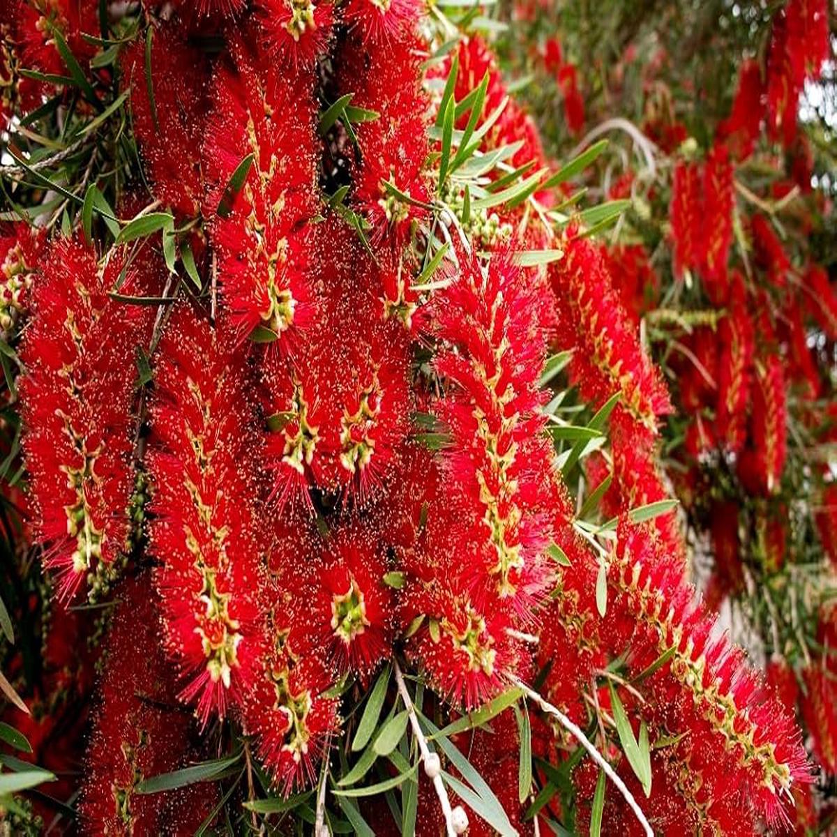 Pink Melaleuca Flower seeds for Planting – Fragrant Blossoms, Heirloom & GMO Free Seeds for Home Garden