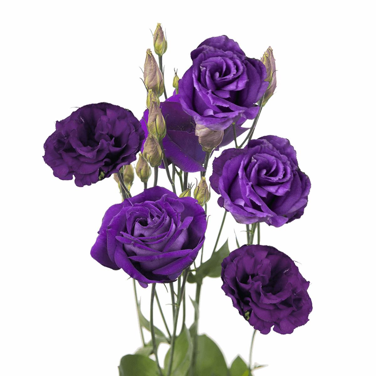 Purple Echo Lisianthus Flower seeds for Planting Long Bloom Season Heirloom & GMO Free Seeds for Home Garden