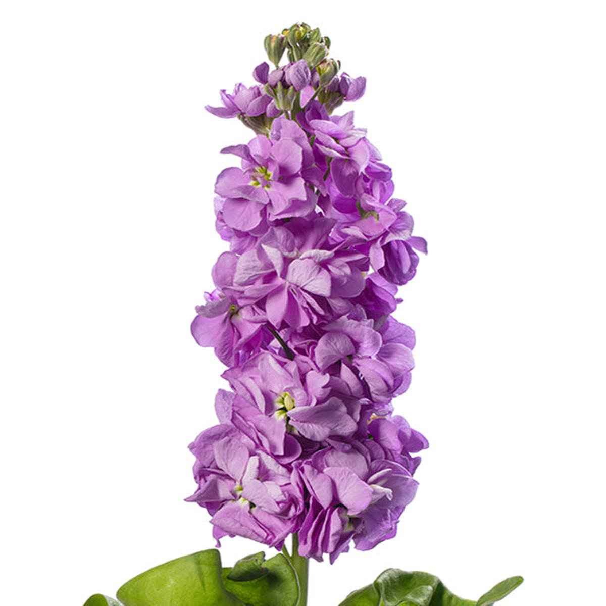 Purple Matthiola Incana Seeds Flower Seeds for Planting  Easy to Grow, Heirloom, Non-GMO Home Garden