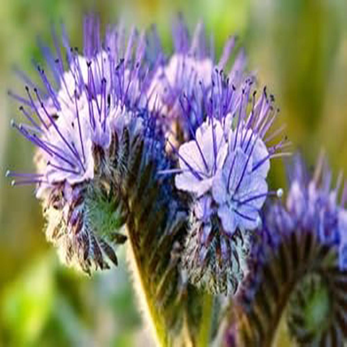 Purple Phacelia Flower seeds for Planting – Garden Favorite, Heirloom & GMO Free Seeds for Home Garden