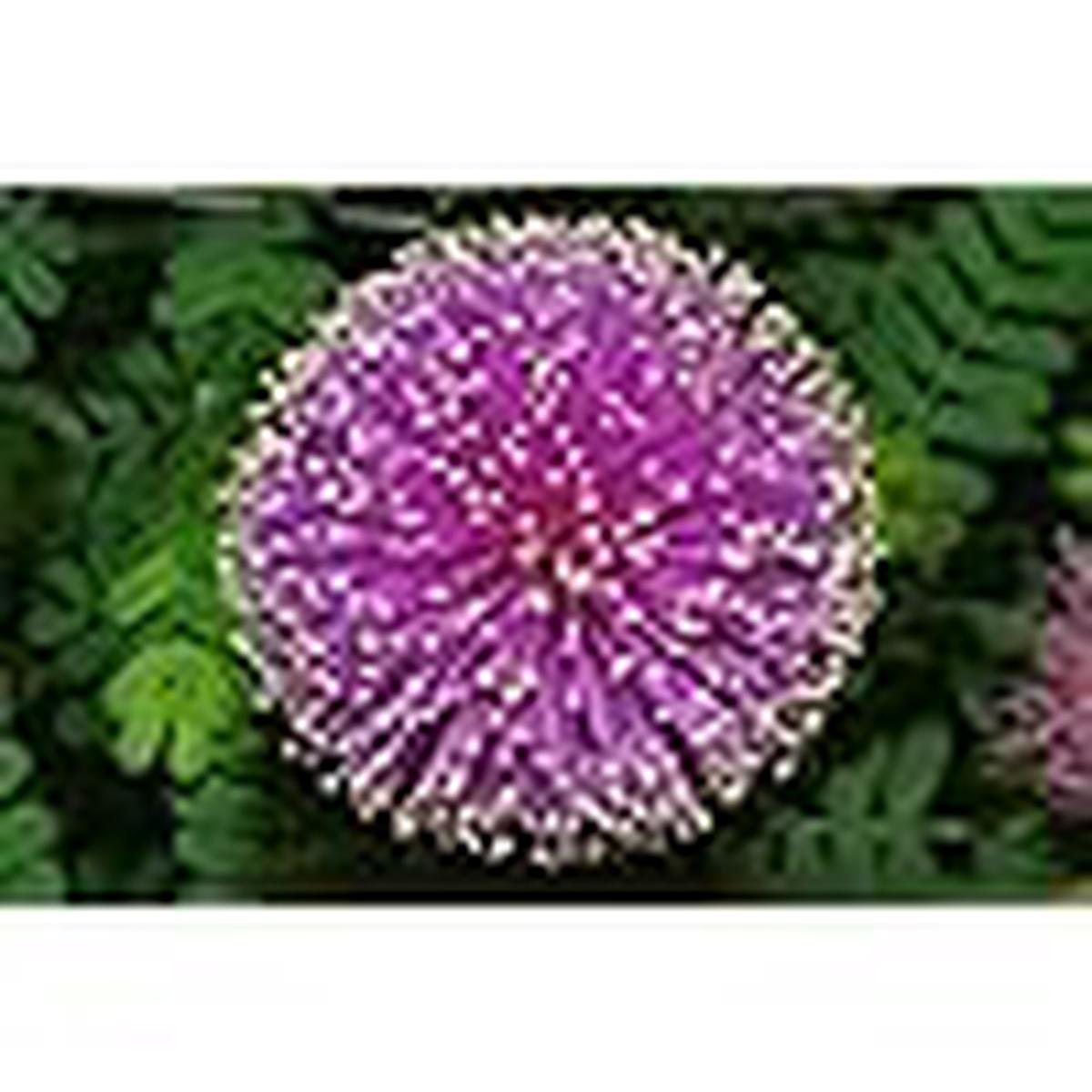 Purple Sundew Seeds for Planting Heirloom, Non-GMO, Bright Blooms, High Germination