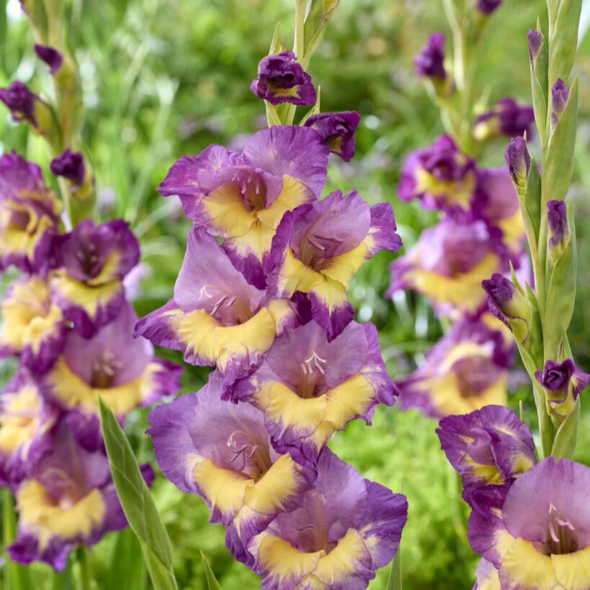 Purple Yellow Gladiolus Flower Seeds for Planting  Heirloom, Non-GMO, High Germination Seeds