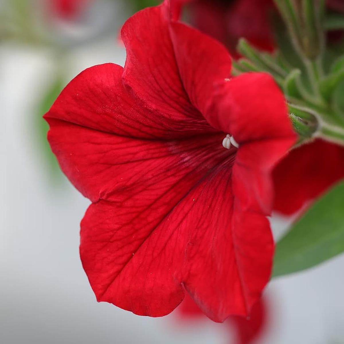 Red Velour Flower seeds for Planting – Colorful Display, Heirloom & GMO Free Seeds for Home Garden