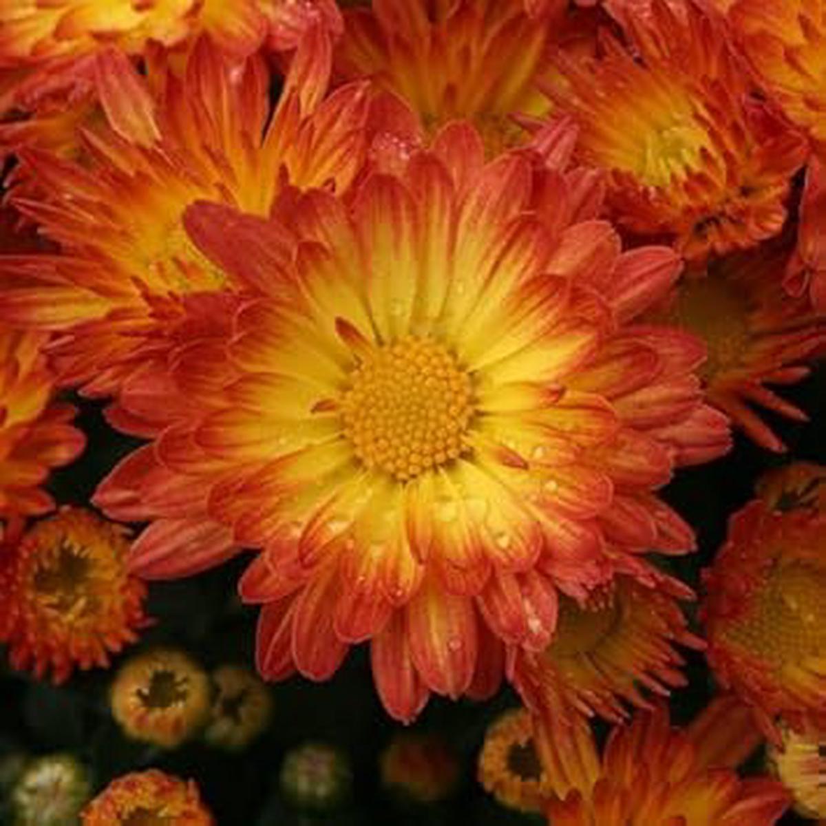 Red Yellow Chrysanthemum Flower seeds for Planting – Bright Blooms, Heirloom & GMO Free Seeds for Home Garden