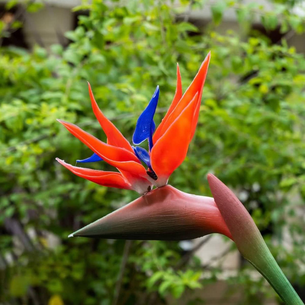 Strelitzia Flower seeds for Planting Drought Tolerant Heirloom & GMO Free Seeds for Home Garden Sale