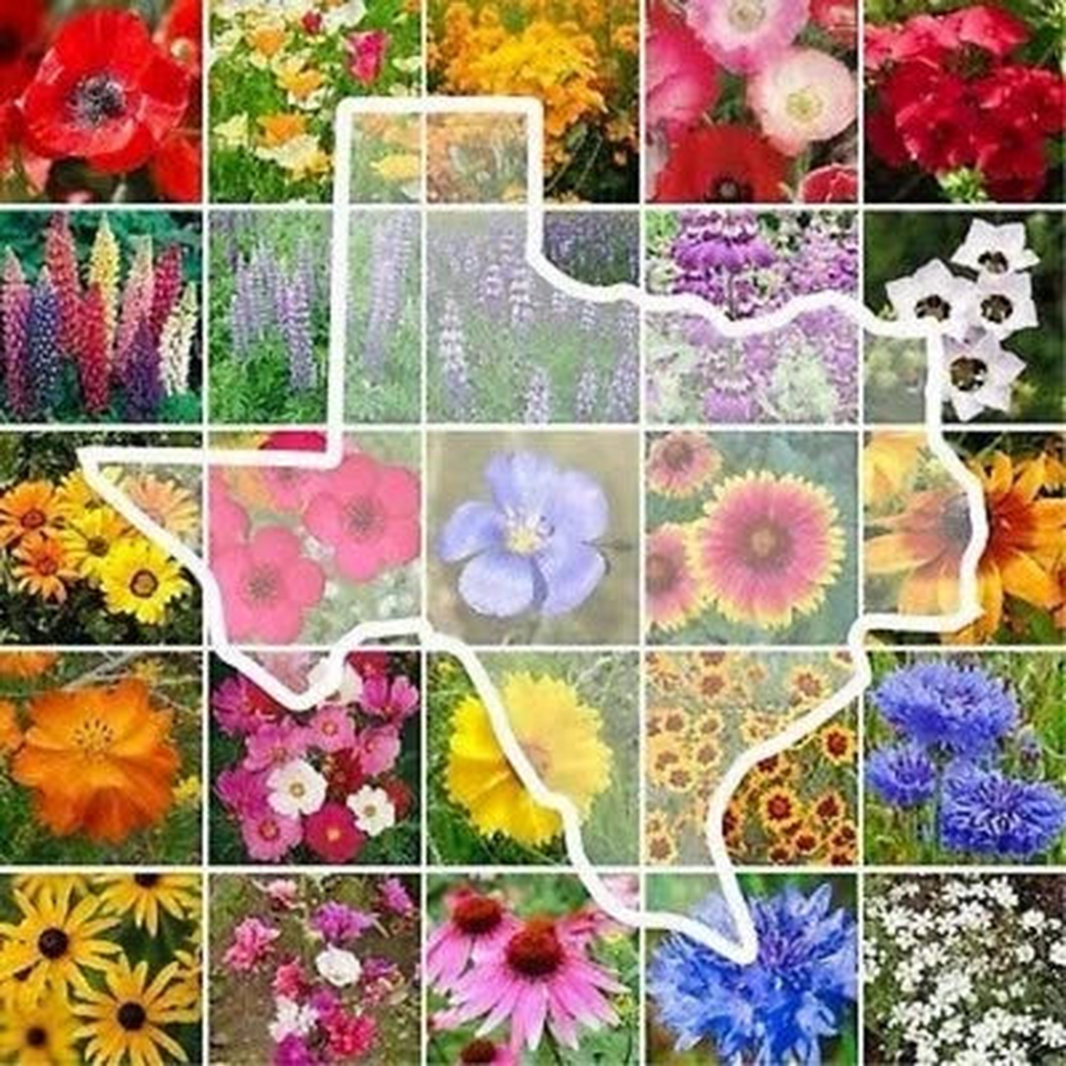 Texas Wildflower Seed Mix- Perennials & Annuals Non-GMO USA Fast Free Ship  Heirloom