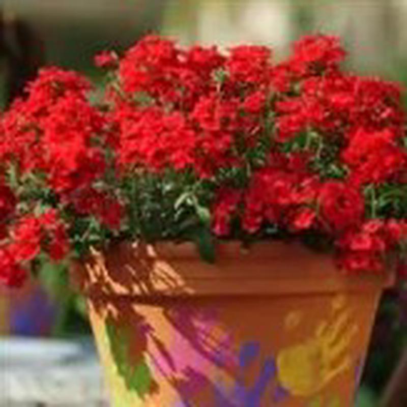 Verbena Quartz Scarlet Xp – 10 seeds