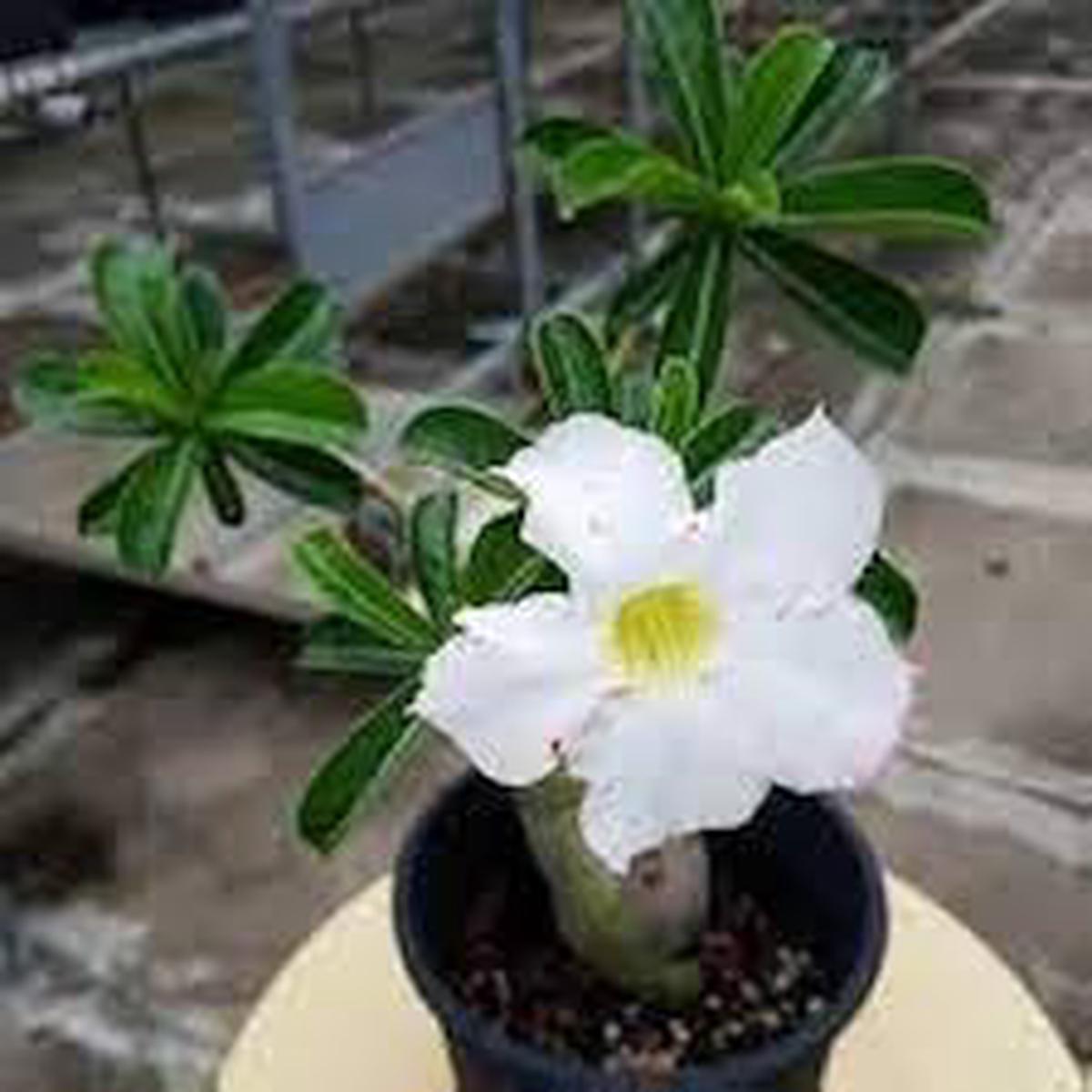 White Adenium Obesum Flower Seeds for Planting  Heirloom, Non-GMO, Long Bloom Season Organic Garden Seeds