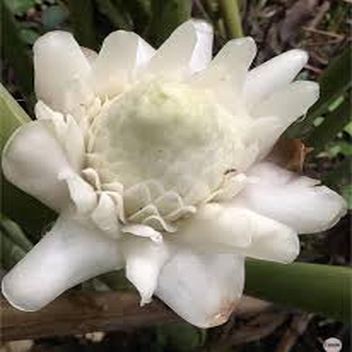 White Etlingera Elatior Flower Seeds for Planting Easy to Grow Heirloom & GMO Free Seeds for Home Garden Sale